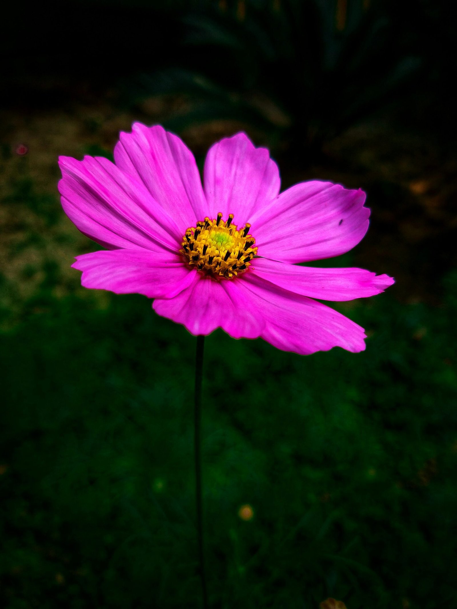 Close-up of a vivid pink cosmos flower with green background, highlighting nature's beauty.